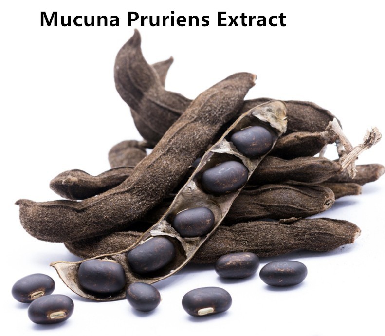 Mucuna pruiens .jpg